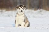 ALASKAN MALAMUTE 256